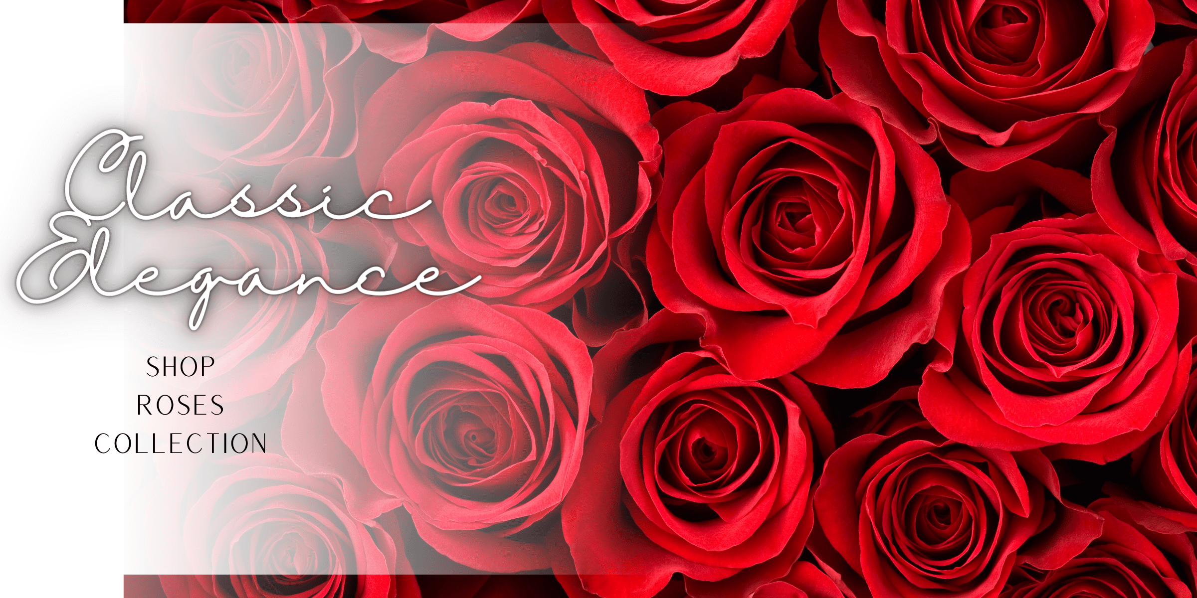 Same Day Flower Delivery Dallas, TX Send Flowers Dallas Florist Dallas Flora Express