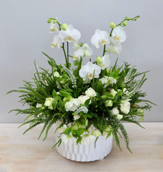 white orchid planter dallas same day florist